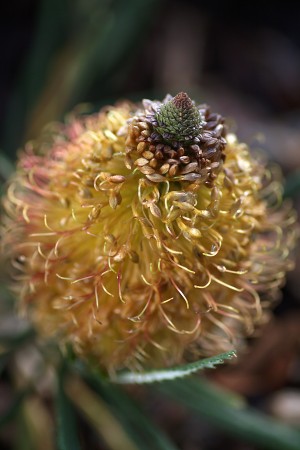 Banksia Flower